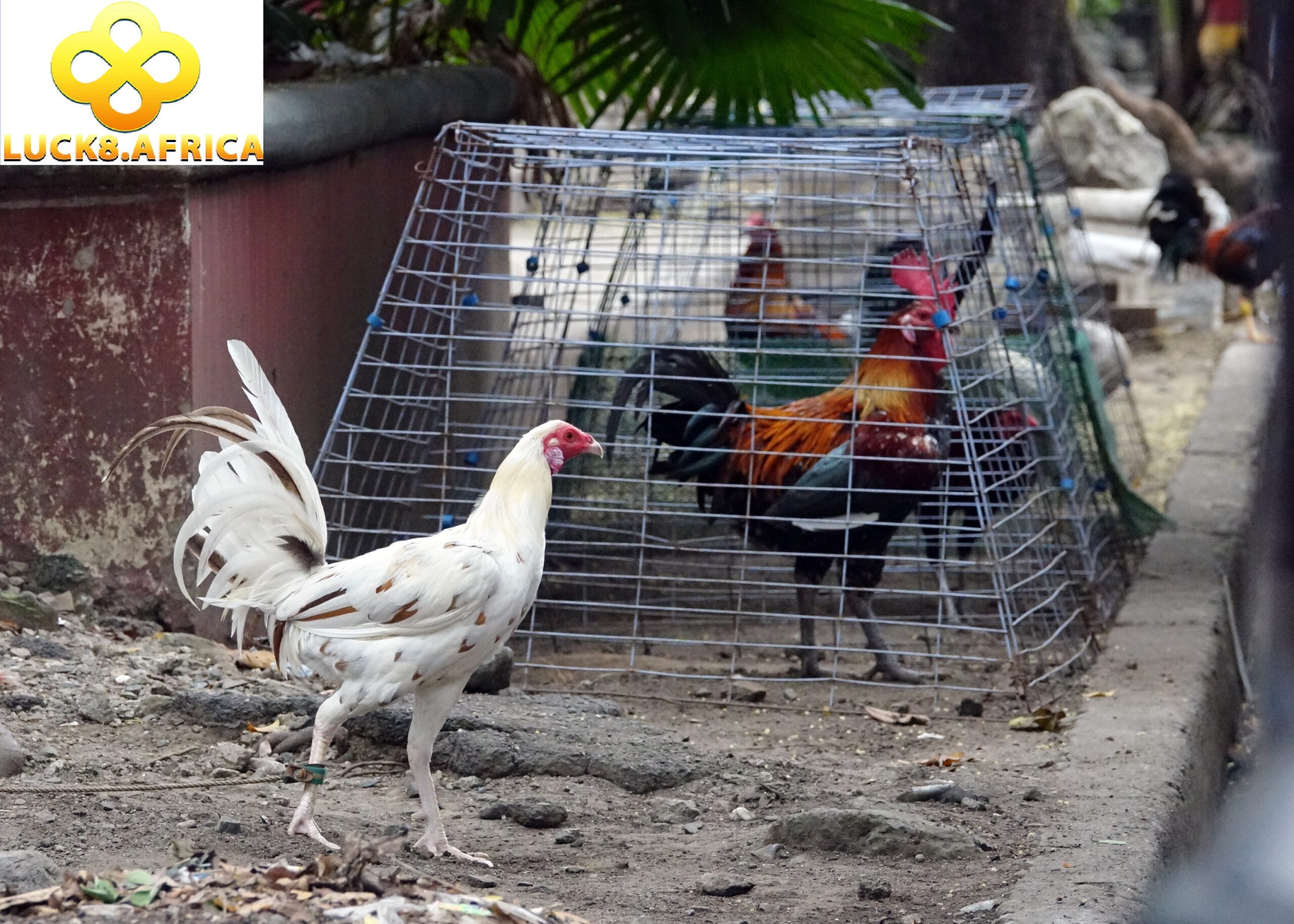 Đá Gà Luck8 1 Tổng quát thông tin về đá gà Luck8