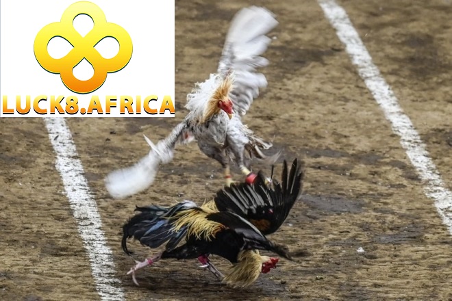 Đá Gà Luck8 2 Lợi ích cực kỳ hấp dẫn mà đá gà Luck8 đem lại cho anh em