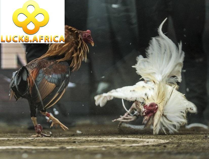 Đá Gà Luck8 3 Những điều các cược thủ cần lưu ý khi tham gia chơi đá gà Luck8